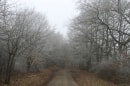 forêt des Bertranges (331m)